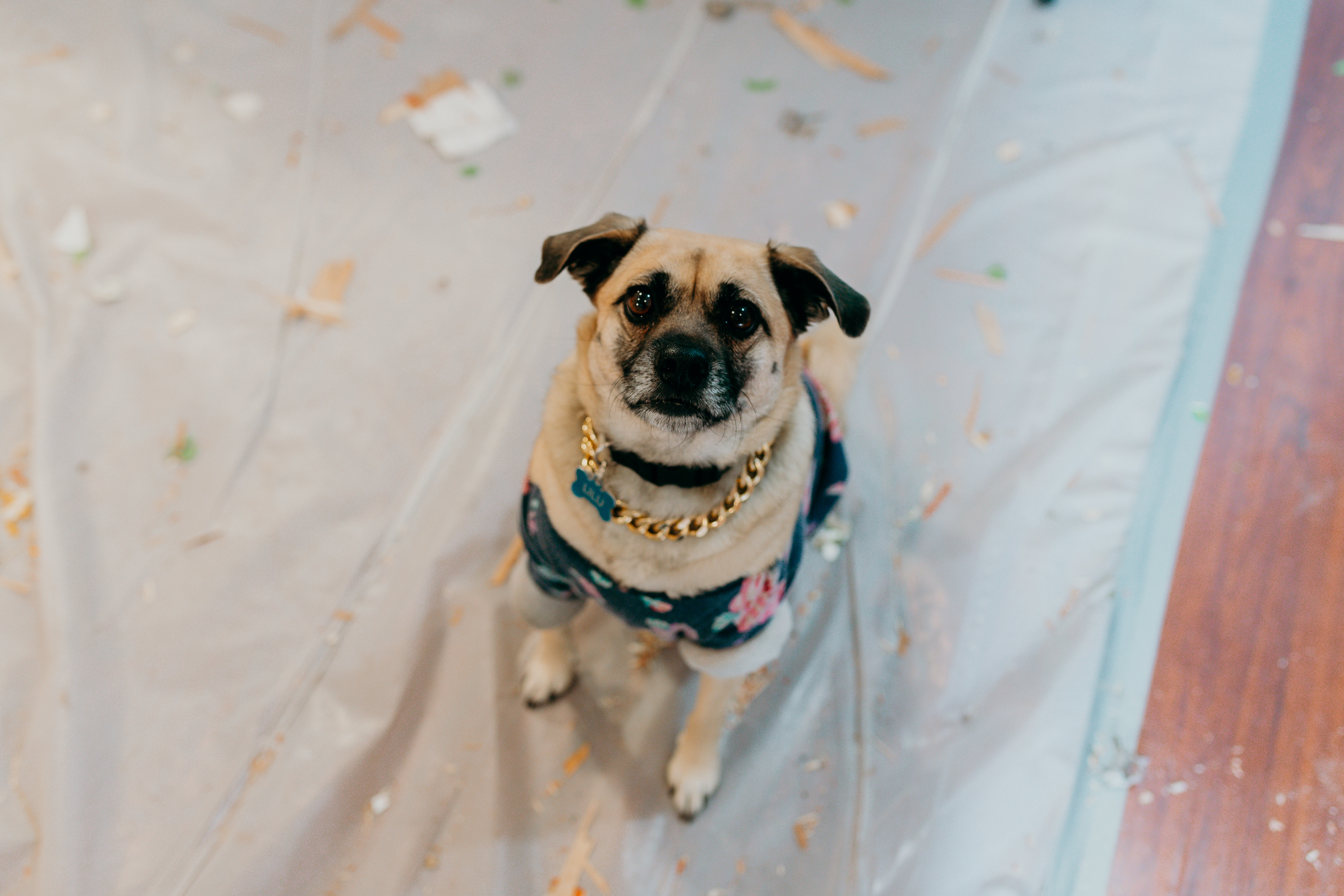 Picture of a medium sized dog looking up at the camera. The dog is wearing a gold chain necklace. 