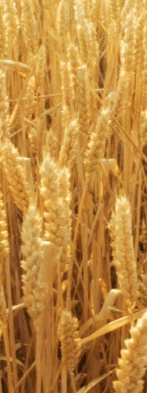 Image of golden wheat waving in the wind