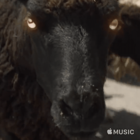 Animated image of a black sheep walking with other sheep. It appears to baa and has glowing eyes. 