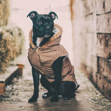 A dashing black dog wears a coat with a fur lined hood in an alleyway. 