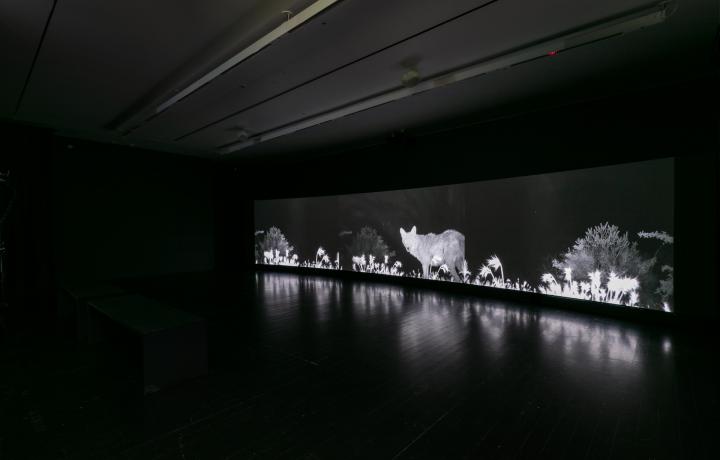 Large three-channel screen in a dark room. The images on the screen feature a coyote at night.
