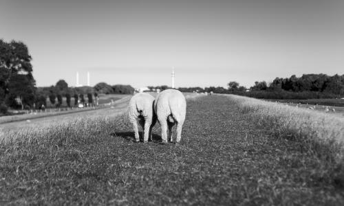 Black and white image of two sheep seen from the rear. They are grazing side by side. 