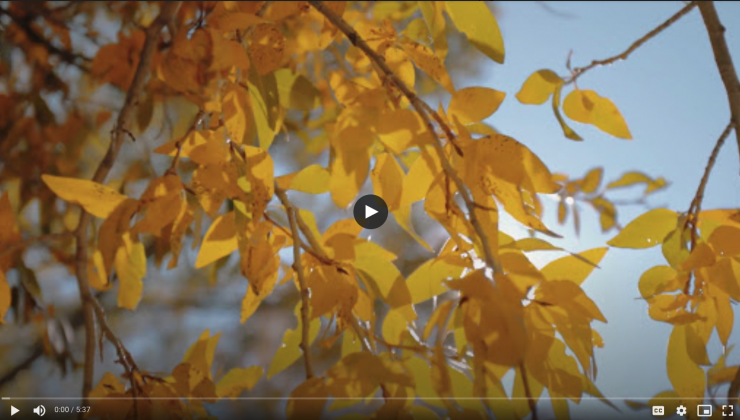 screenshot of The Alchemist music video. Picture show golden leaves on a tree